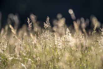Grasses of a tall meadow in evening light