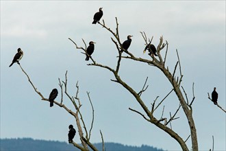 Cormorant eight birds sitting on branches side by side seeing different against blue sky
