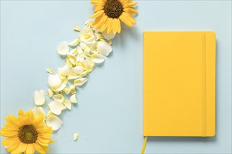 Yellow diary near sunflowers petals blue background