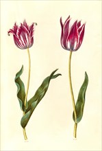 Garden tulip