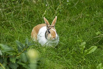 Dutch rabbit sitting in the grass