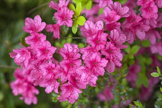 Blossoms of the azalea