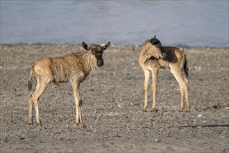 Wildebeest
