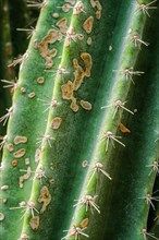 (Cereus) hildmannianus aka Queen of the night cactus close up texture