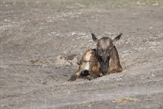 Wildebeest