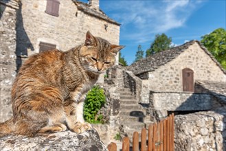 Young cat lying in the morning sun in a stone village. Le Rozier