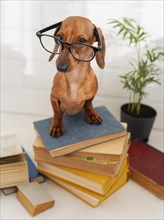 Cute dog with glasses sitting books