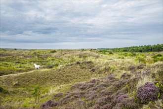 A white horse in the dunes of Terschelling