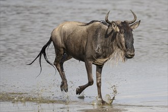 Wildebeest