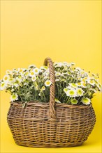 Chamomiles flowers basket yellow background