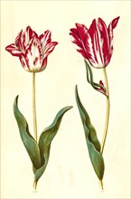 Garden tulip