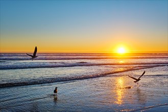 Seagulls fly on beach sund at atlantic ocean sunset with surging waves at Fonte da Telha beach