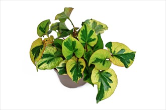 Multicolored 'Houttuynia Cordata Chameleon' plant in flower pot on white background