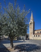 Olive trees at Campo Patriarca Elia with Basilica Sant Eufemia