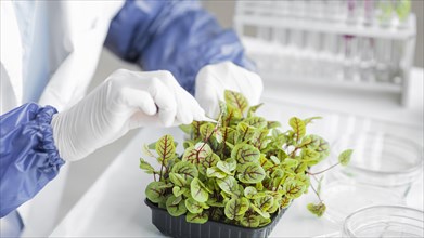 Researcher with plant biotechnology laboratory