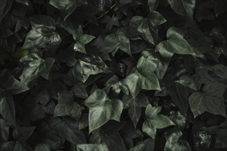 Abstract ivy leaves background
