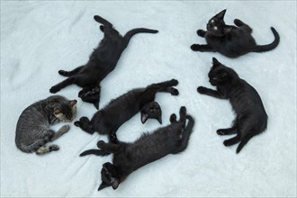 Five nine-week-old kittens sleeping