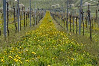 Vineyards in spring with dandelions