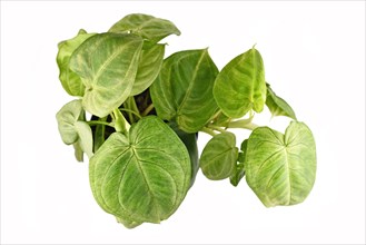Top view of tropical 'Syngonium Macrophyllum Frosted Heart' houseplant isolated on white background