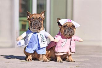 French Bulldog dogs dressed up with doctor and nurse costume with fake arms
