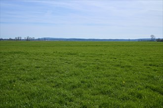 Meadow landscape