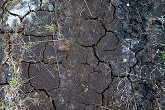 Shrinkage cracks in the peat soil