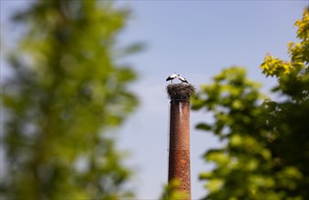 Stork nest with two storks on a chimney