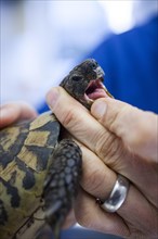 Examination of a turtle by a veterinarian