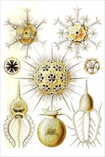 Phaeodaria