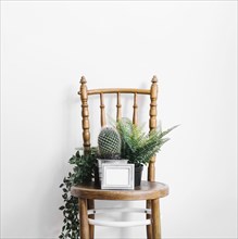 Cactus plants chair
