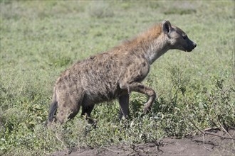 Spotted hyena