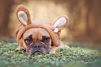 Easter bunny dog with brown French Bulldog dressed up with rabbit ear headband costume lying outdoors on grass