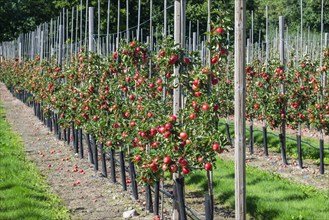 Apple plantation of Discovery apples in Oesterlen fruit district