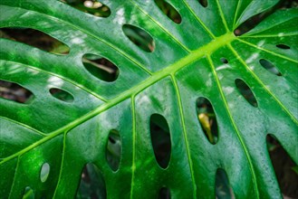 Monstera deliciosa leaf close up texture background