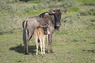 Wildebeest