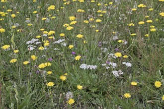 Wildflower meadow with hawkweed