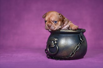 French Bulldog dog puppy in Halloween witch cauldron on purple background