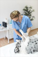 Female veterinarian checking dog with stethoscope clinic