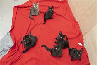 Six nine-week-old kittens sit on blanket and look at camera
