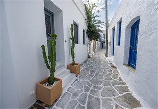 White Cycladic houses with cacti