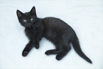 Nine-week-old black kitten lying on floor