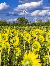 Wind turbines behind a field with sunflowers at Partwitz Lake