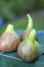 Ripe figs on fig leaf