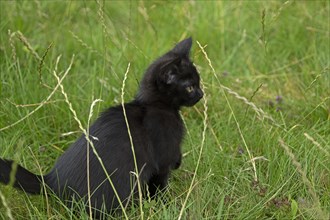 Nine-week-old black kitten sitting in grass