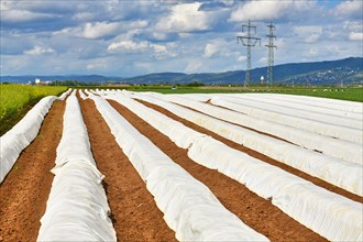 White asparagus field with rows covered in foil during harvest time in Germany
