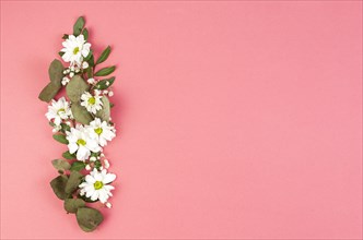 Decoration made with white daisy flowers leaves peach background