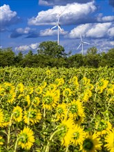 Wind turbines behind a field with sunflowers at Partwitz Lake