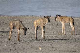 Wildebeest