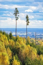 Tall pine trees in a beautiful landscape view with autumn colors