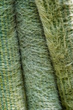 Cephalocereus senilis the old man cactus close up texture